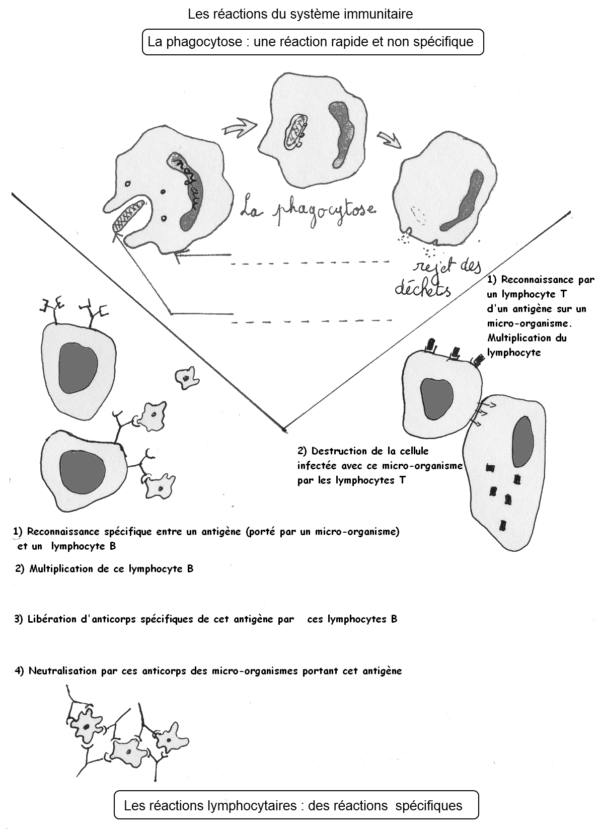 Je Retiens L essentiel Schéma Bilan Protection De L organisme Cours : "Le risque infectieux et la protection de l'organisme" - SVTBelrose.info