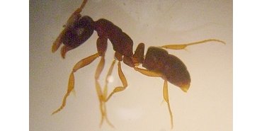 Une espèce de fourmi