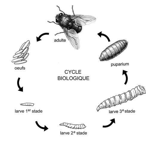 cycle de la mouche