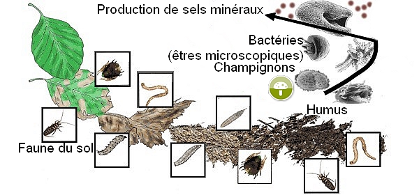 chapitre 3 :: Svt-Crochepierre  Biodiversité, Ecologie, Environnement