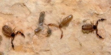 Des pseudoscorpions