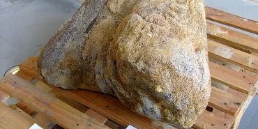 fémur de dinosaure