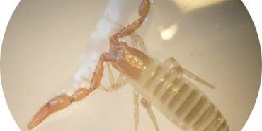 Pseudoscorpion