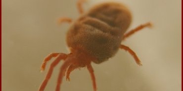 trombidium vue dorsale bis