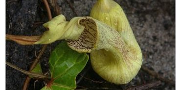aristolochia trilobata