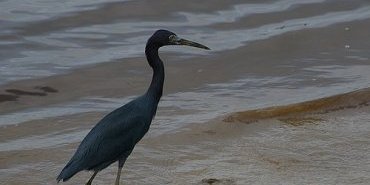L'Aigrette bleue