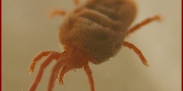 trombidium vue laterale qer