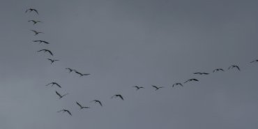 grues cendrees 6