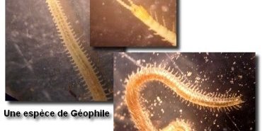 Un géophile