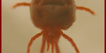 trombidium vue dorsale ter