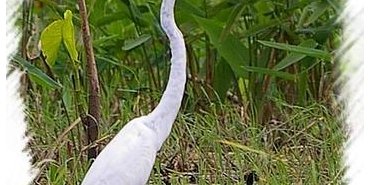 La Grande aigrette