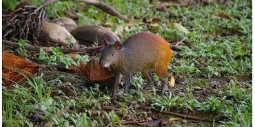 Un agouti