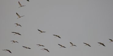 grues cendrees