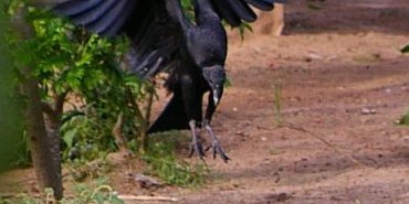 Un Urubu noir