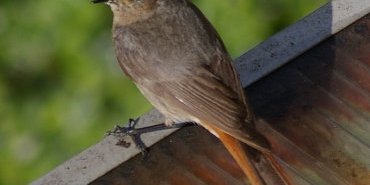 Un Rougequeue noir (femelle)