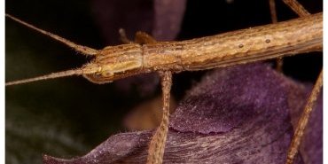 carausius morosus 5
