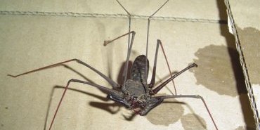 Hétérophrynus sp. ( une amblypige)