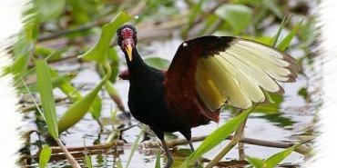 Le Jacana noir