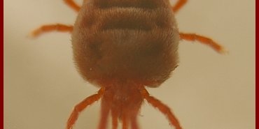 trombidium vue dorsale