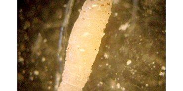 Une larve d'insecte