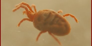 trombidium vue laterale