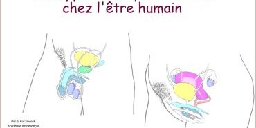 Appareils reproducteurs humains