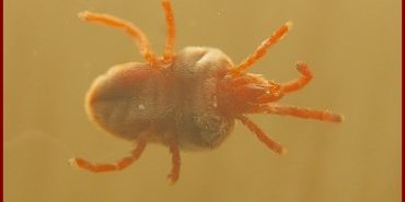 vue ventrale bis trombidium