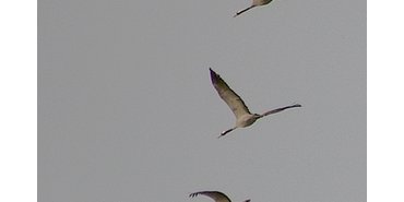 grues cendrees 3