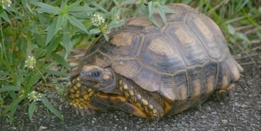 Tortue de terre