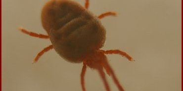 trombidium