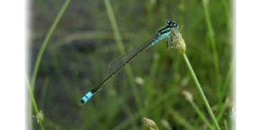 Une demoiselle bleue