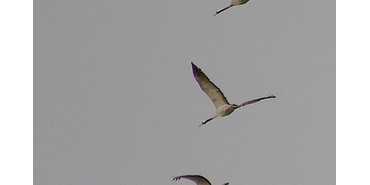 grues cendrees 2