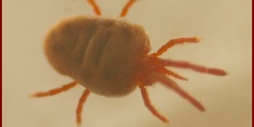 trombidium vue laterale ter