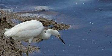 L'Aigrette neigeuse