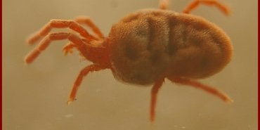 trombidium vue laterale cinq