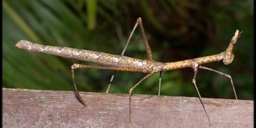 proscopia
