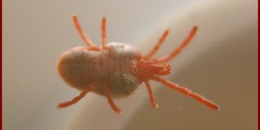 vue ventrale trombidium