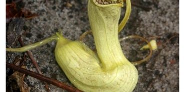 aristolochia trilobata