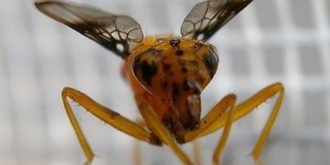 coilometopia trimaculata 2