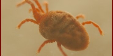 trombidium