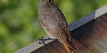 Un Rougequeue noir (femelle)