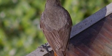 Un Rougequeue noir (femelle)