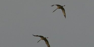 grues cendrees 5