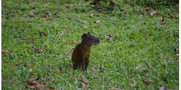 Un agouti