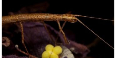 carausius morosus 7