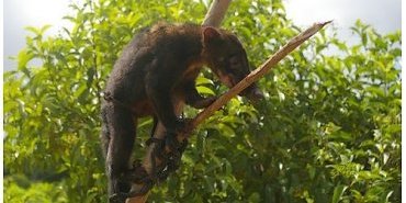 Un coati roux