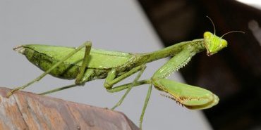 Une mante