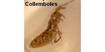 Une espèce de collembole