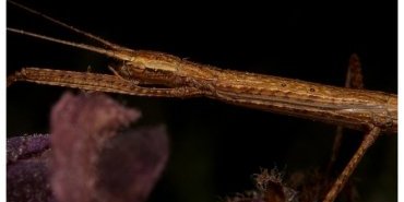 caurosius morosus 4