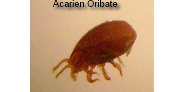Un acarien oribate